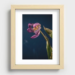 Dying Tulip Flower Series - 4 Recessed Framed Print