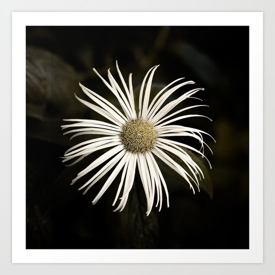 Nocturnal Art Print