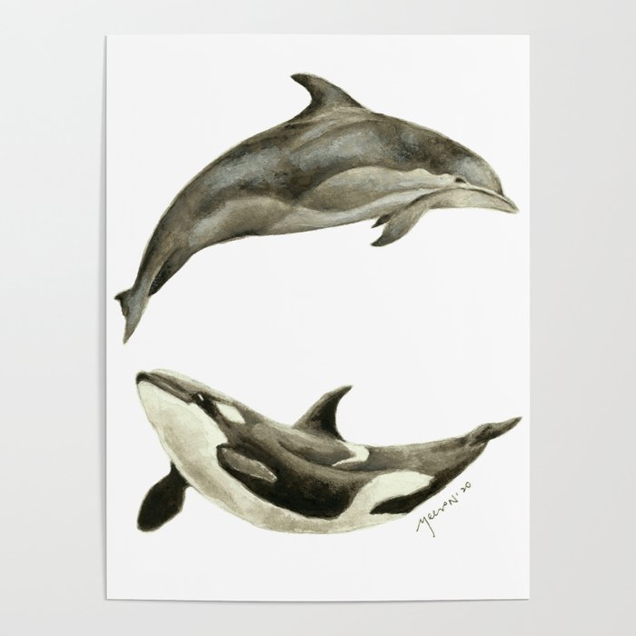 Dolphins Poster