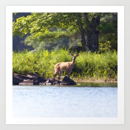 Watercolor Deer, Eastern Whitetail 07, Kejimkujic, Nova Scotia, Canada, A Shoreline Stroll Art Print | Carlson, Green, Watercolor, Lake, Digital, Novascotia, Canada, Whitetail, Brown, Carlsonimagery 