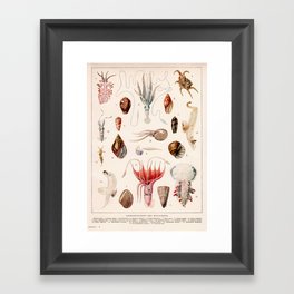 Adolphe Millot - Mollusques 01 - French vintage zoology illustration Framed Art Print