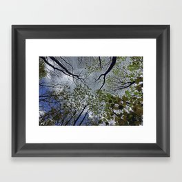 Tree canopy in the spring Framed Art Print