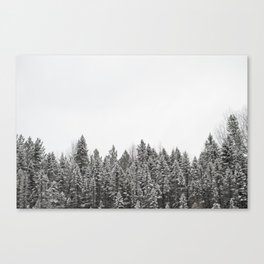 Algonquin Trees Canvas Print