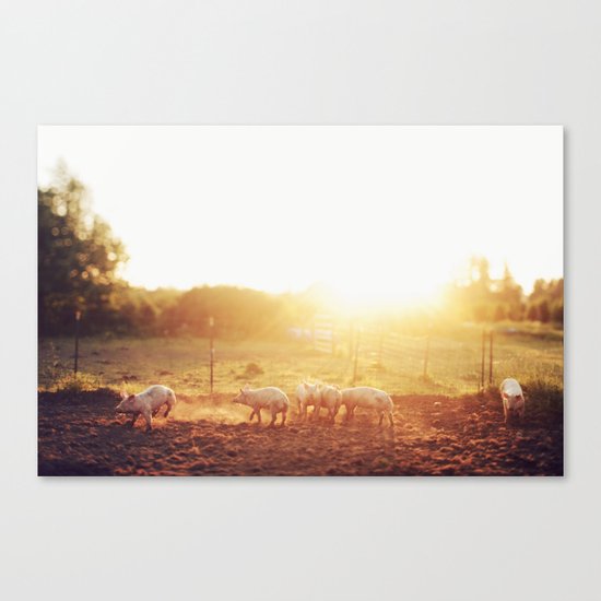 Pig Dust Canvas Print