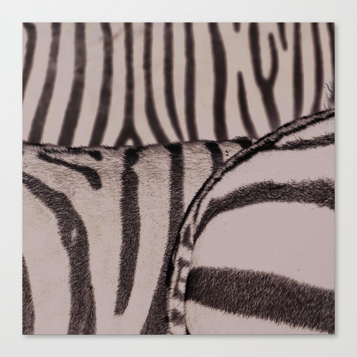 zebra 2 Canvas Print