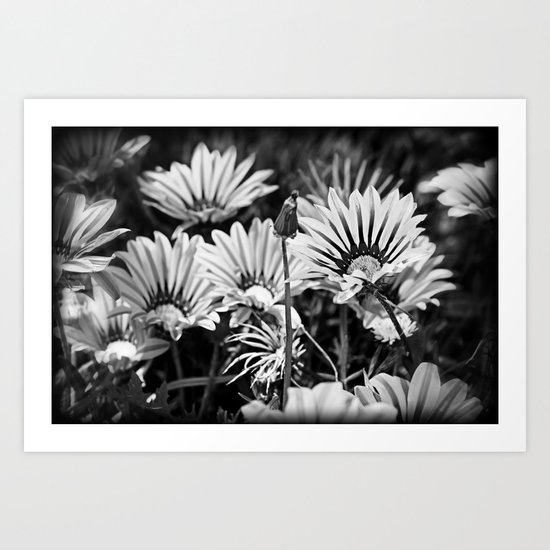Desert Daisies (bnw) - Daisy Project in memory of Mackenzie Art Print