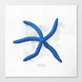 Blue Linckia sea star scientific illustration art print Canvas Print