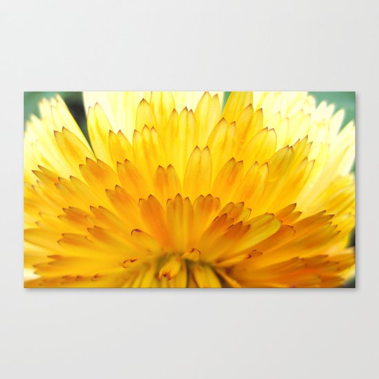 Overwhelming Beauty Canvas Print