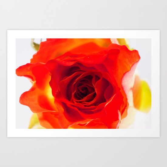 Inside the rose Art Print