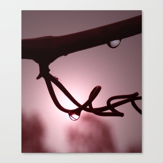 Sunrise Vine Canvas Print