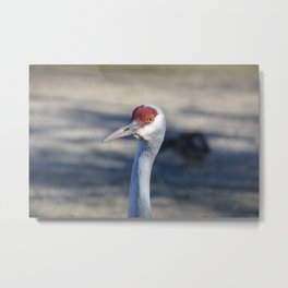 Sandhill Crane Metal Print | Digital, Photo, Nature 