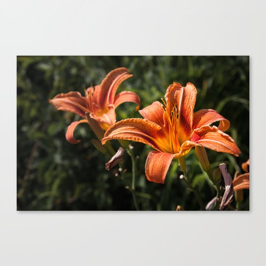 Orange Yellow Fire Lily Canvas Print