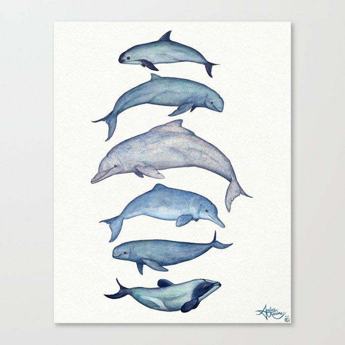 "Rare Cetaceans" by Amber Marine - Watercolor dolphins and porpoises - (Copyright 2017) Canvas Print