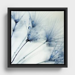 Dandelion Blue II - flower photography - nature Framed Canvas