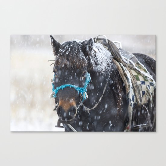 Winter Horse I Canvas Print