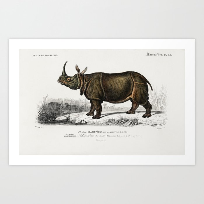 Indian rhinoceros (Rhinoceros unicornis) illustrated by Charles Dessalines D' Orbigny (1806-1876). Art Print