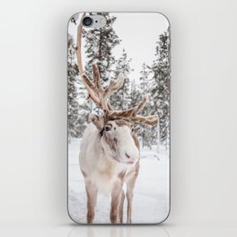 Reindeer with antlers Lapland Finland  iPhone Skin