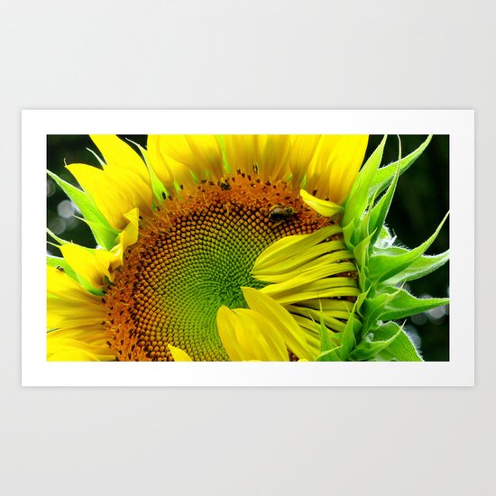 Sunflower Morning Art Print