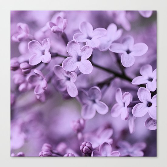 Lilac Canvas Print