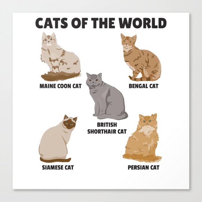 Cats Of The World Different Breeds Of Cats Canvas Print