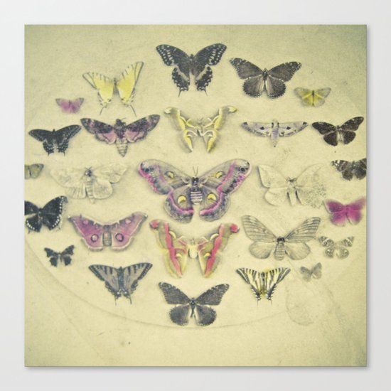 Butterflies and Moths Canvas Print