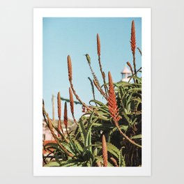Hummingbird | California Nature | Film Photography Art Print