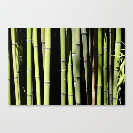Bamboo forest Canvas Print