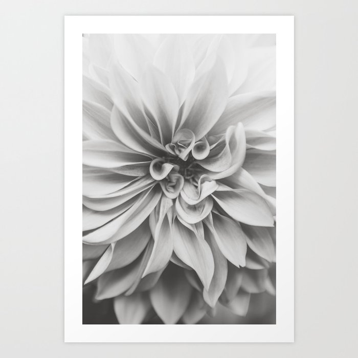 Dahlia at Dusk - Black and White Floral Photography Art Print
