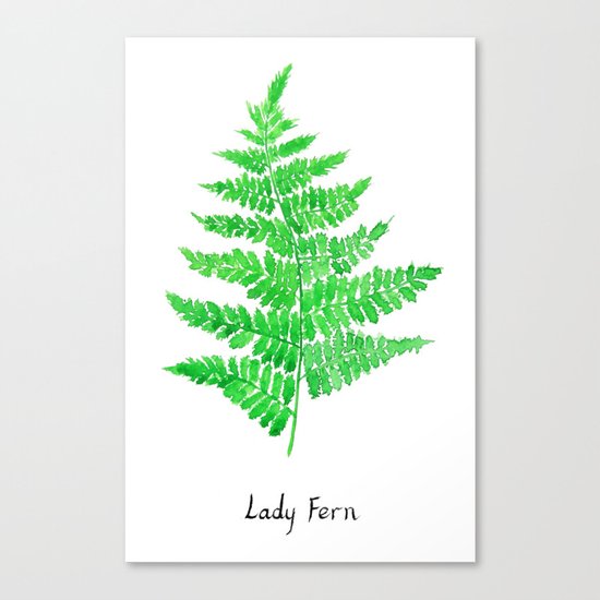 Lady fern Canvas Print