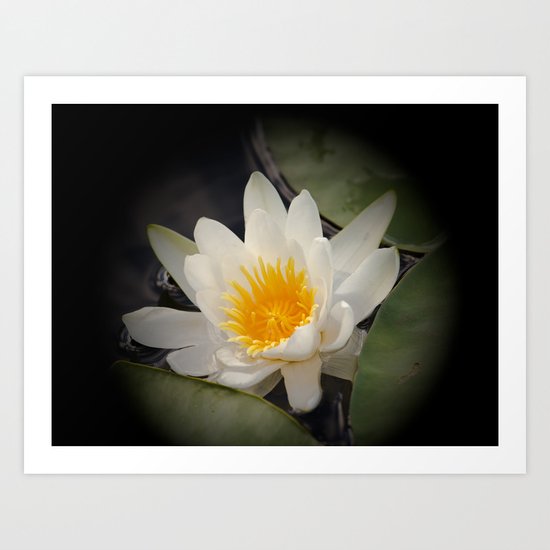 White Waterlily Art Print