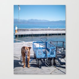 Dock Dog Canvas Print