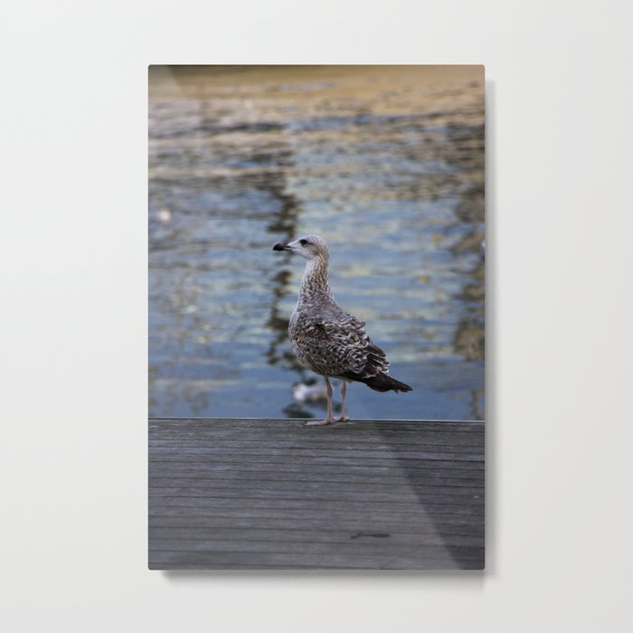 Thoughtful seagull Metal Print