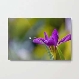 Purple Iris with Dewdrop Metal Print