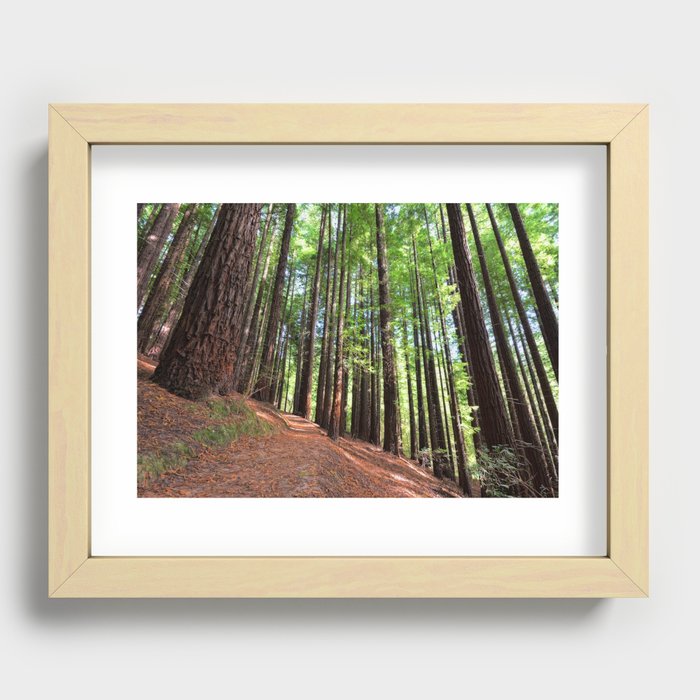 Sequoias in Cabezon de la Sal, Spain. Recessed Framed Print