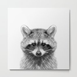 Baby Raccoon Metal Print