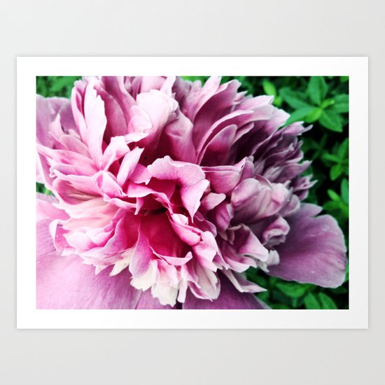 Big pink peony Art Print