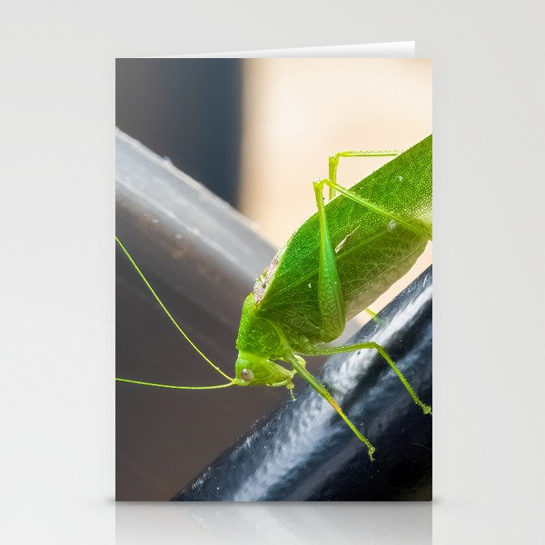 Katydid (Tettigoniidae) Stationery Cards