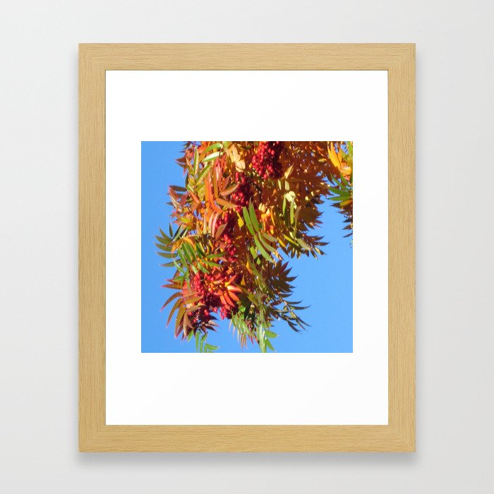Fallbeauty/Rowan berries Framed Art Print