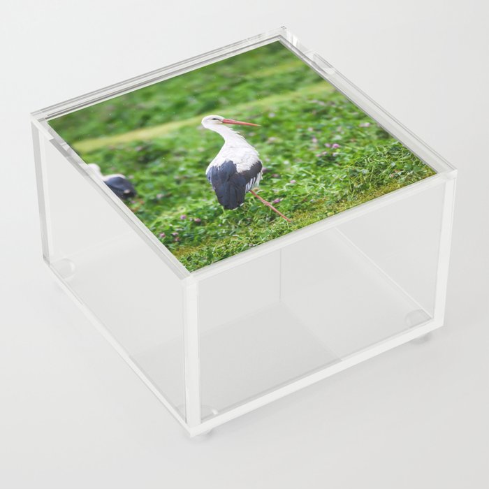 White stork Acrylic Box