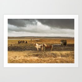 Iceland Horse Pair Art Print