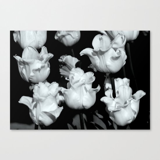 White tulips Canvas Print