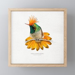 Rufous-crested Coquette hummingbird art print Framed Mini Art Print