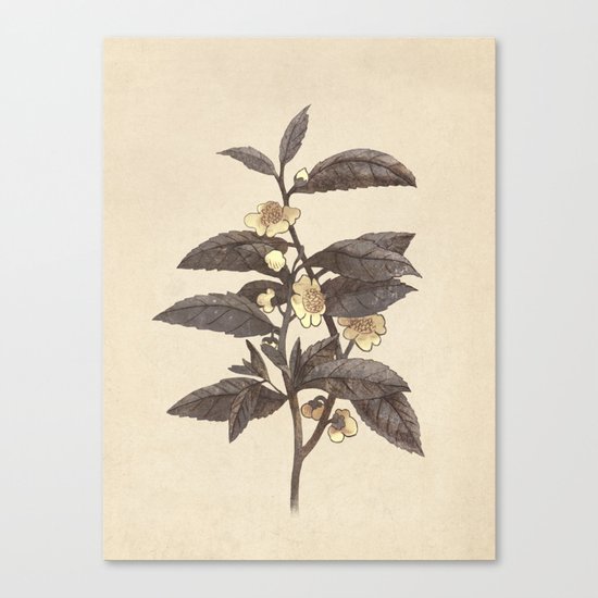 Late Bloom Canvas Print