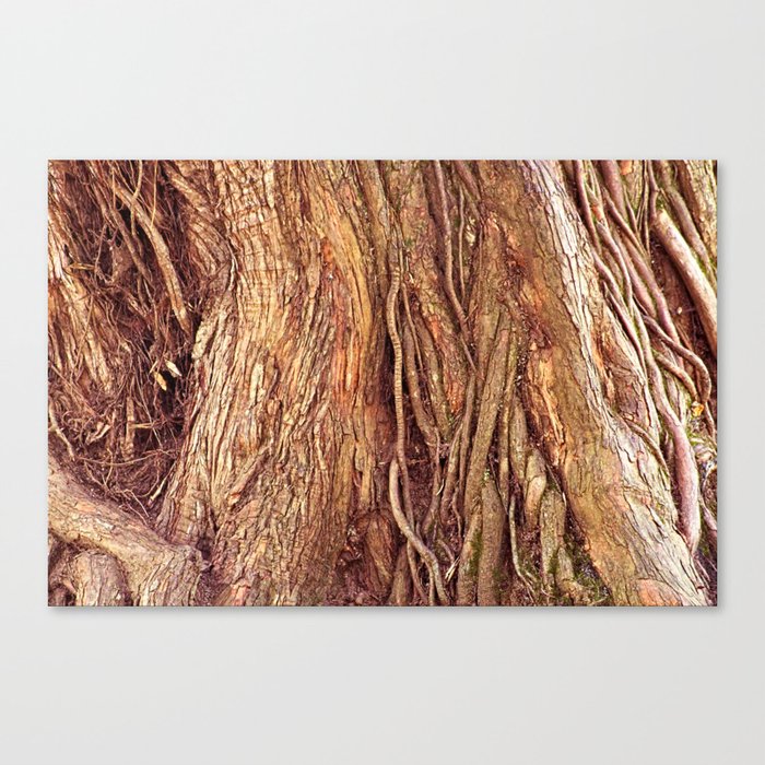 Old Gnarled Ficus Tree Trunk and Aerial Roots Texture Canvas Print