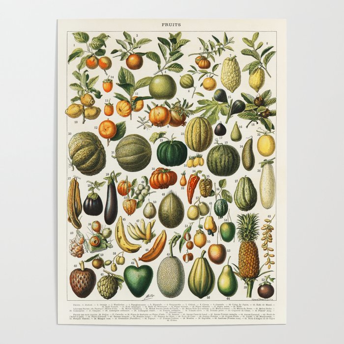 Vintage Scientific Illustration Fruits Botanical Floral Lithograph
