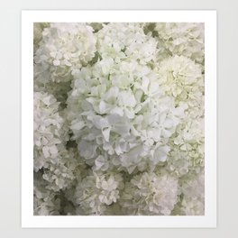 White Hydrangea Art Print