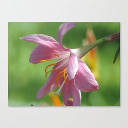 Pink lily Canvas Print