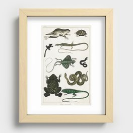 Collection of Various Reptiles  Recessed Framed Print