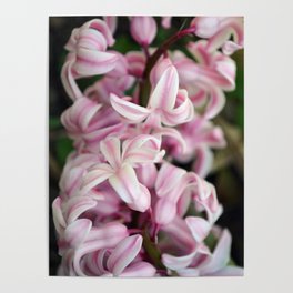 Fragrant Hyacinthus Poster
