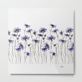Blue Cornflowers, Illustration Metal Print
